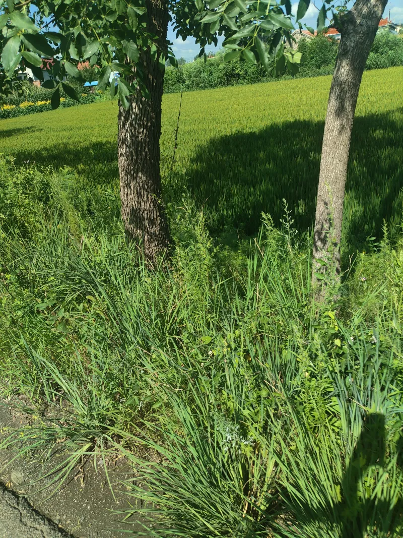 赶集风景5