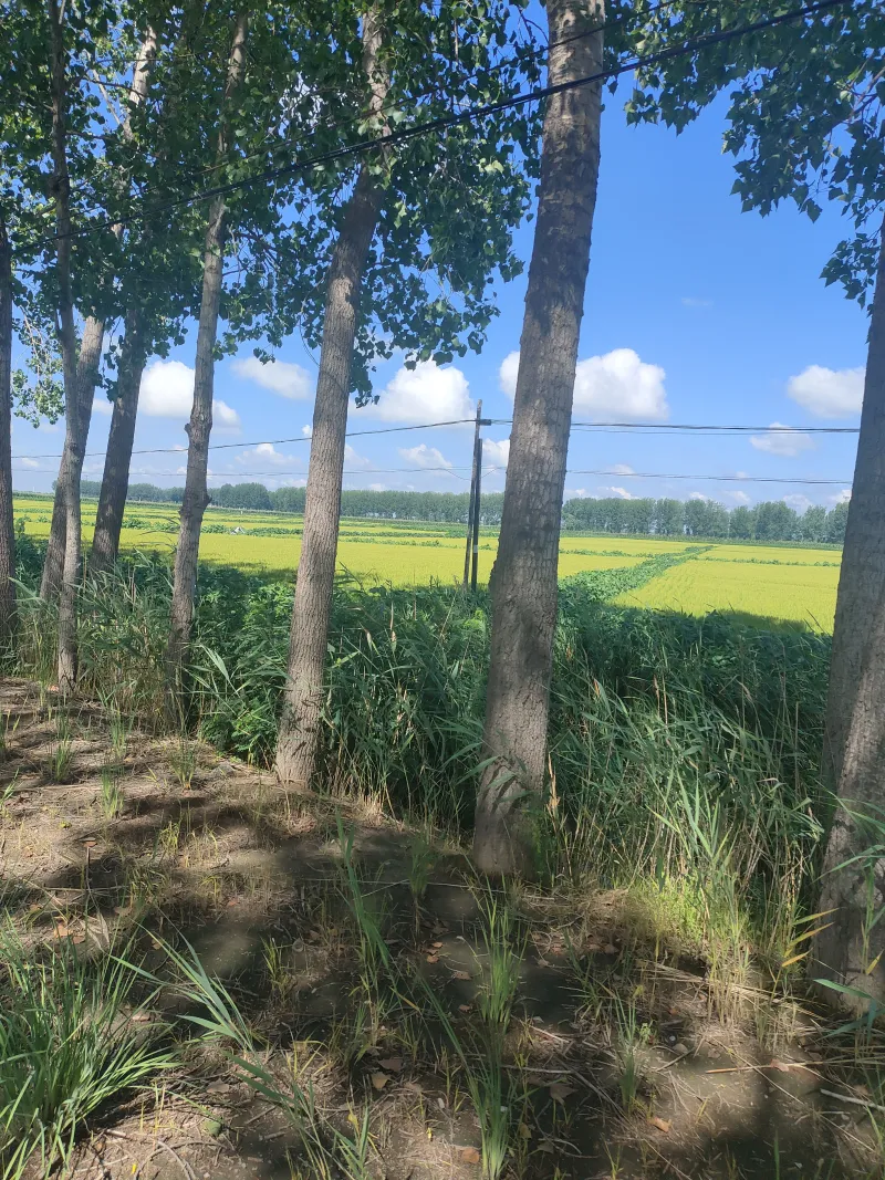 赶集风景8